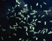 origins of hydrogen sulfide
